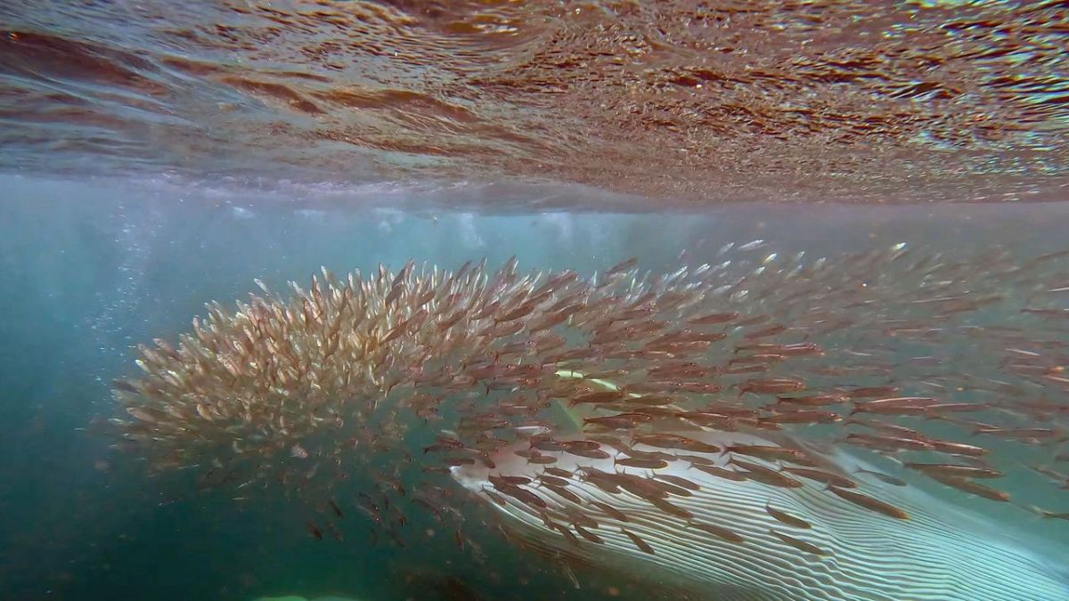 Sardine Run - Naturspektakel vor S&uuml;dafrika bei Arte (Foto)