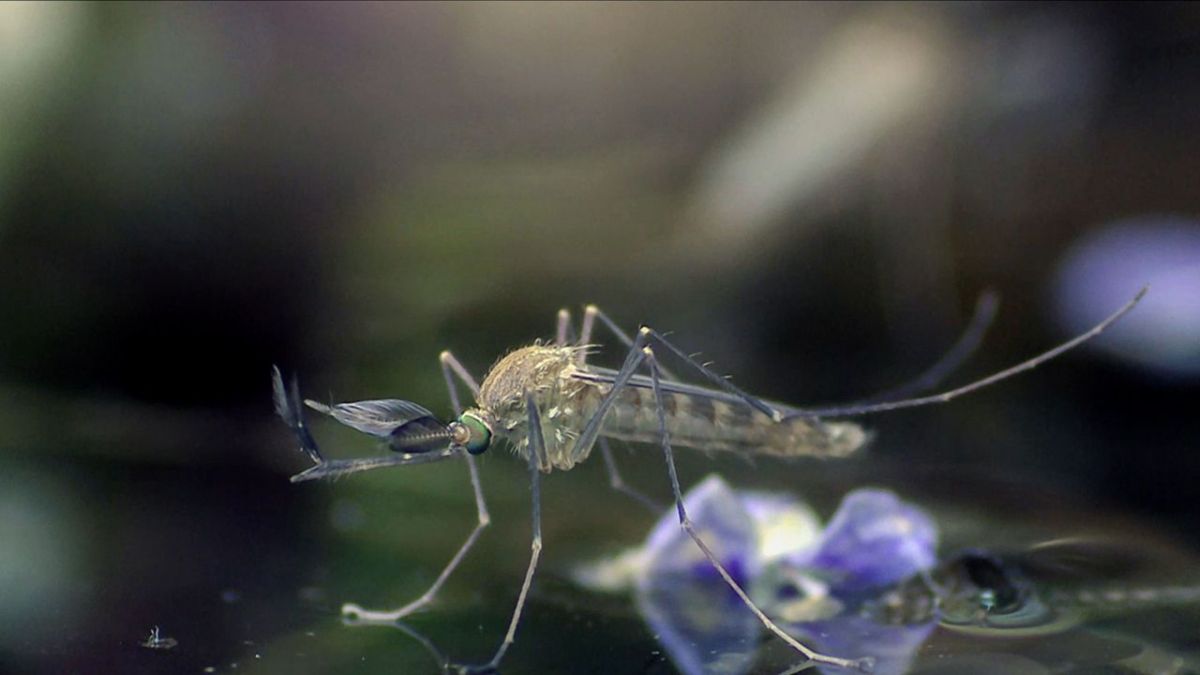 Skandinavien bei Arte (Foto)