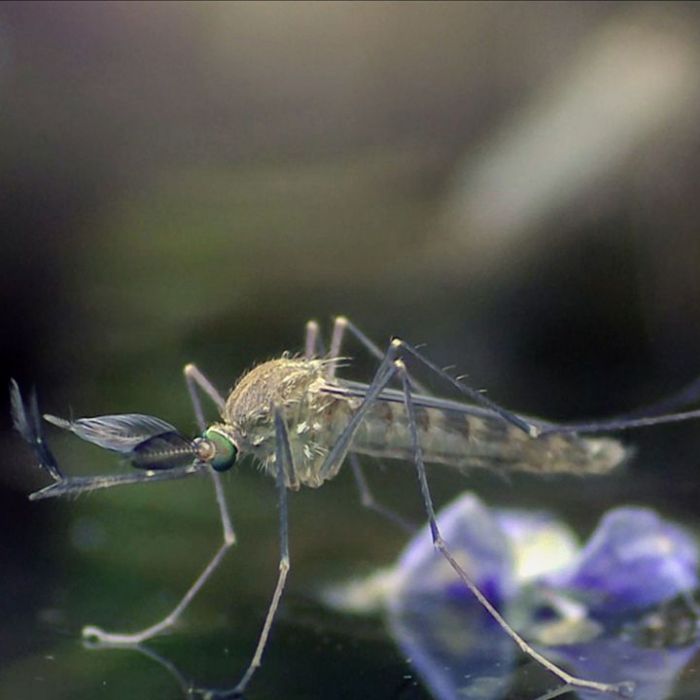 Das passiert in der Dokureihe am Sonntag