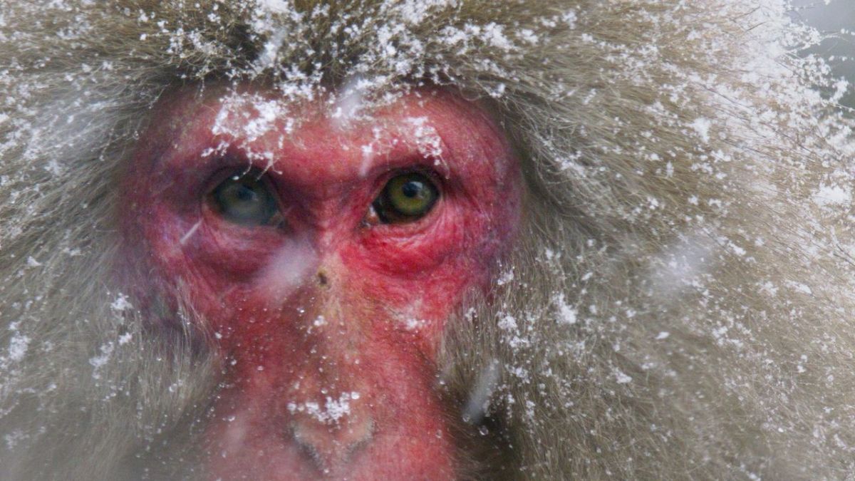 Japans Schneeaffen hautnah bei Arte (Foto)