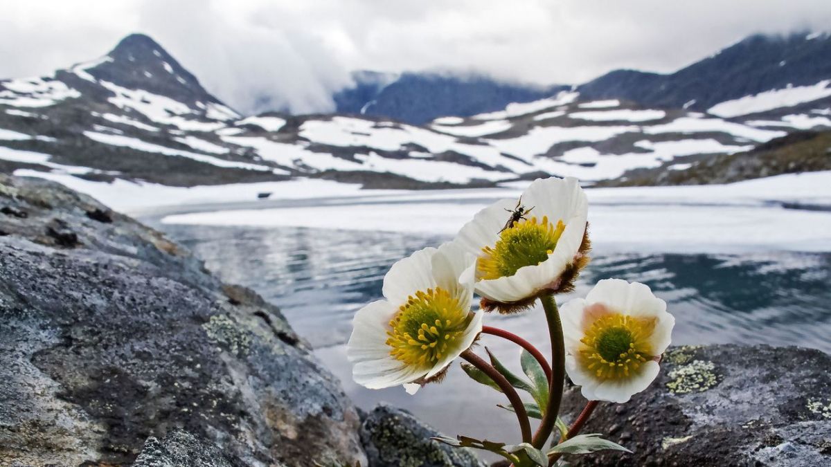 Lappland - Reich der schlafenden Giganten bei Arte (Foto)