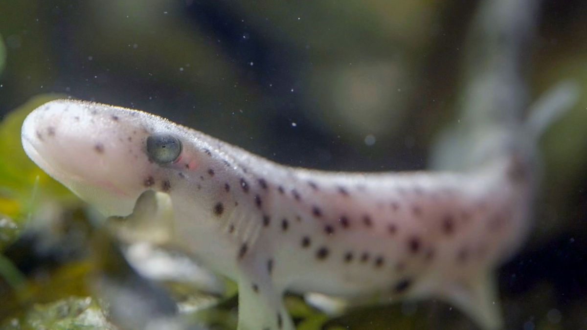 Ebbe - Ein tierisches Kammerspiel bei Arte (Foto)