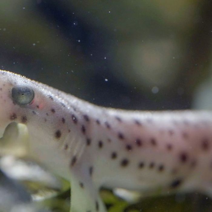 Ebbe - Ein tierisches Kammerspiel bei Arte