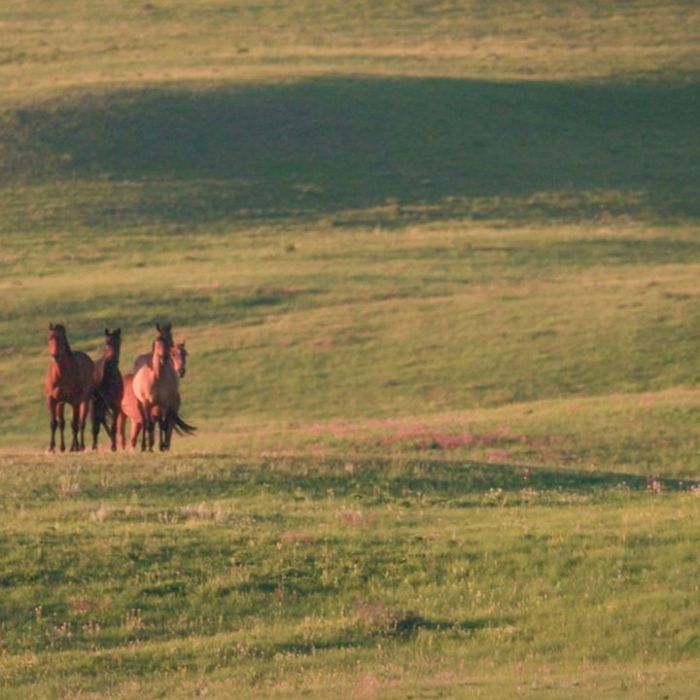 Kanadas Naturerbe bei Arte