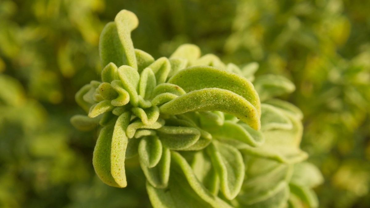 Die Welt der Gew&uuml;rze bei Arte (Foto)