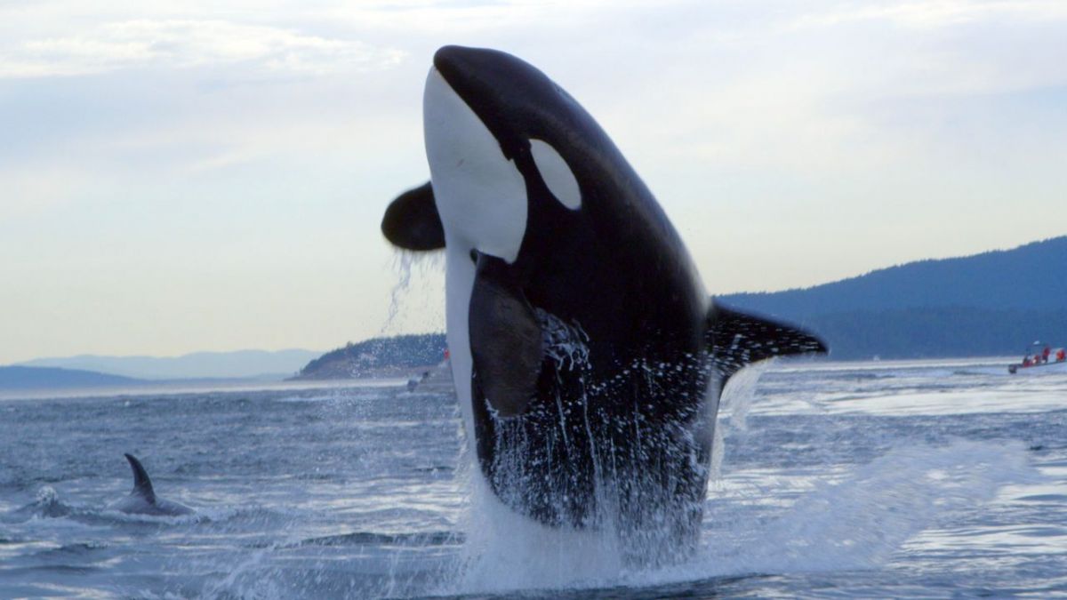 Orcas - Herrscher der Meere bei Arte (Foto)