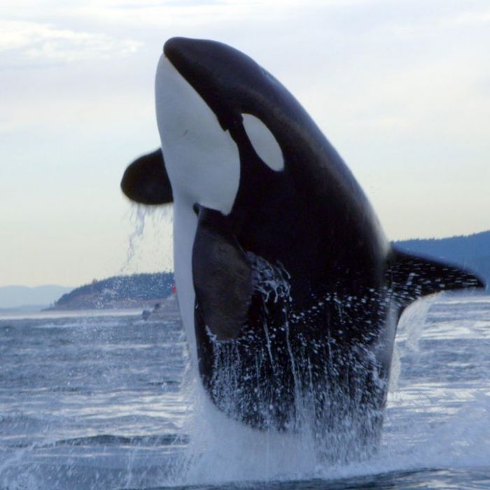 Die Tierdoku am Sonntag, 28.12.2025