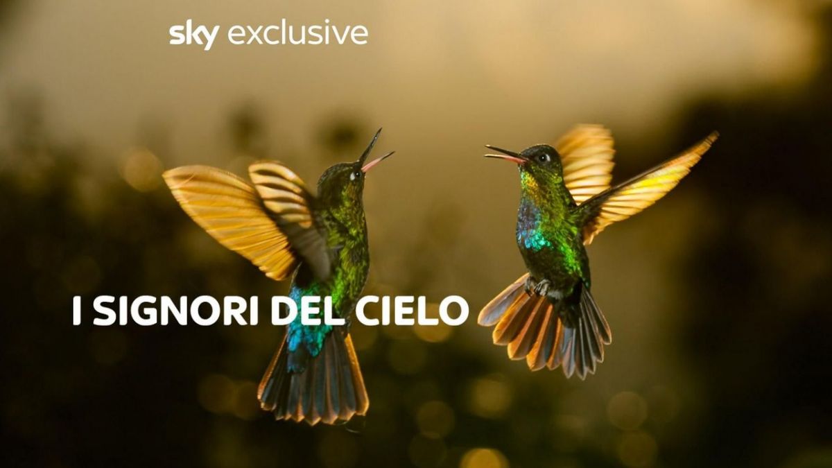 Luftakrobaten des Tierreichs bei Arte (Foto)