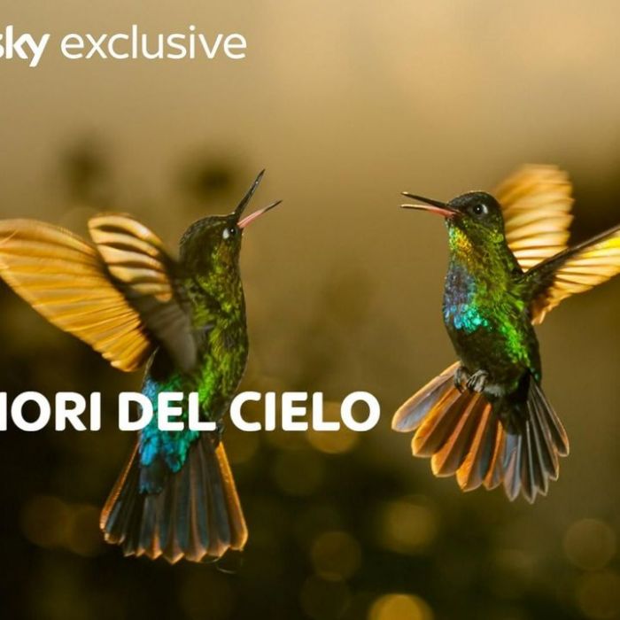 Wann und wo man die Wiederholung sehen kann