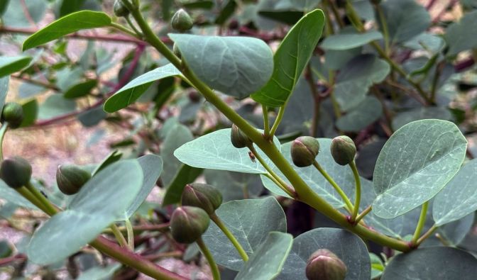 Die Welt der Gewürze bei Arte