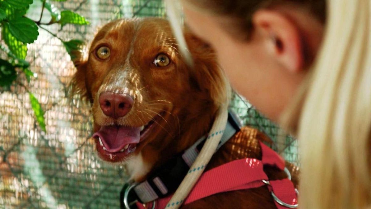 hundkatzemaus bei VOX (Foto)