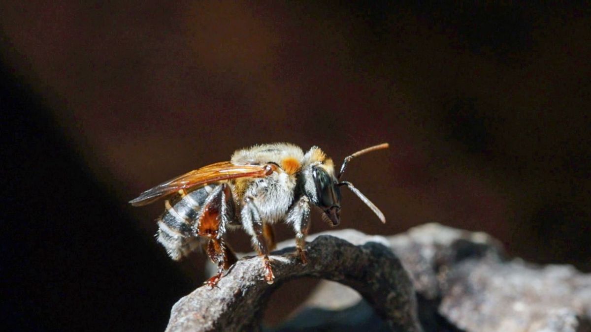 Peru: Stachellose Bienen, Retter des Regenwaldes bei Arte (Foto)