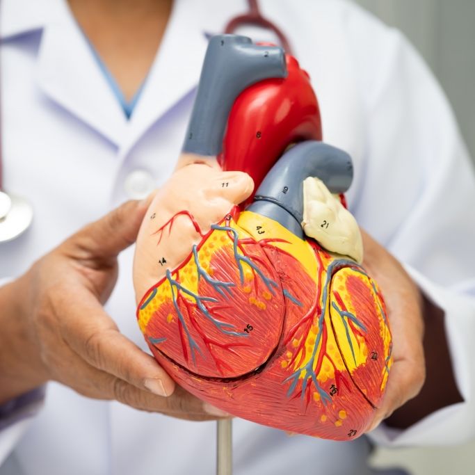 Wie Sie mit Ernährung und Bewegung Ihr Herz fit halten