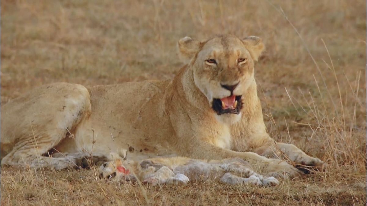 Empfinden Tiere Trauer? bei Arte (Foto)