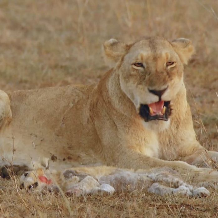 Wann und wo man die Wiederholung sehen kann