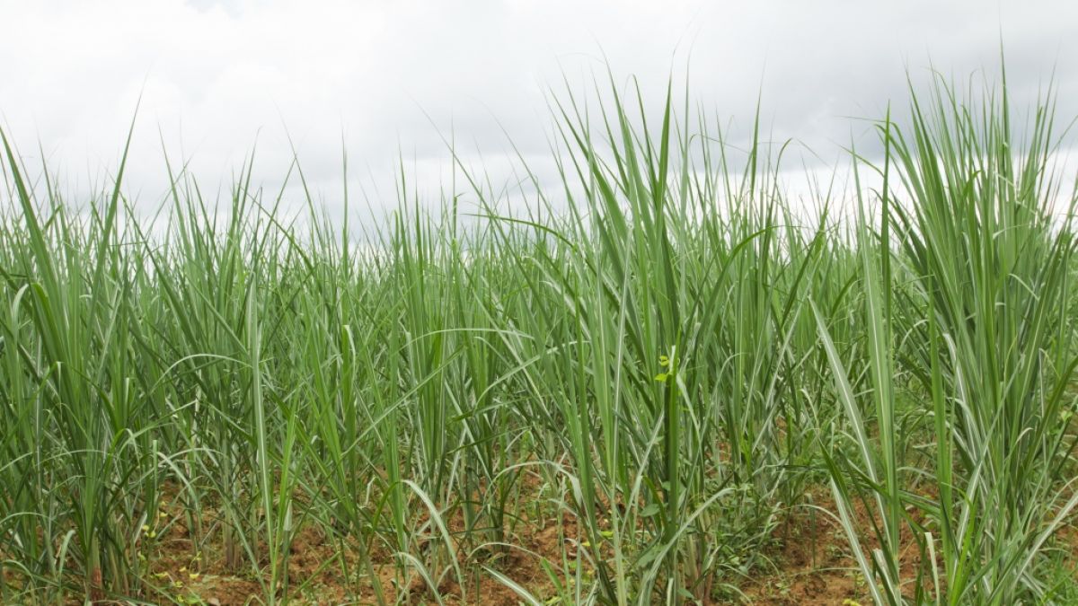 In einem Zuckerrohrfeld im indischen Bundesstaat Uttar Pradesh wurde eine verkohlte Frauenleiche gefunden. (Foto)