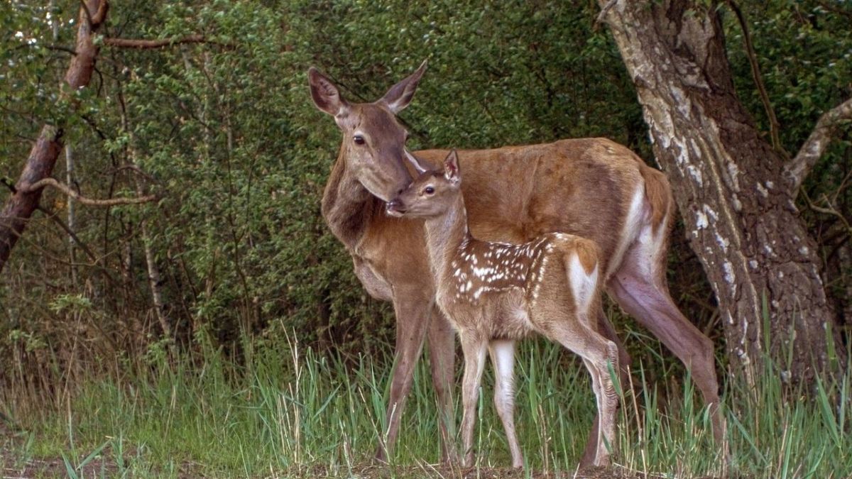 Das geheime Leben der Rothirsche bei Arte (Foto)