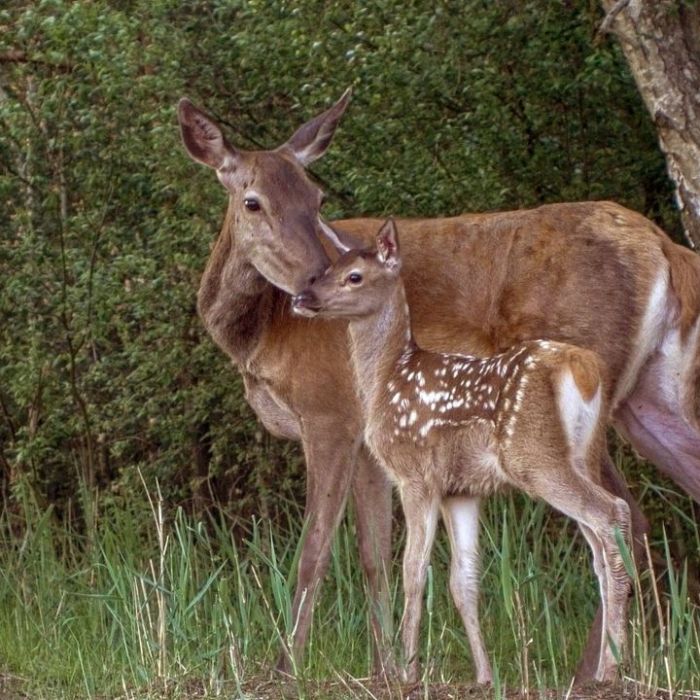 TV-Wiederholung und Online-Mediathek im Überblick
