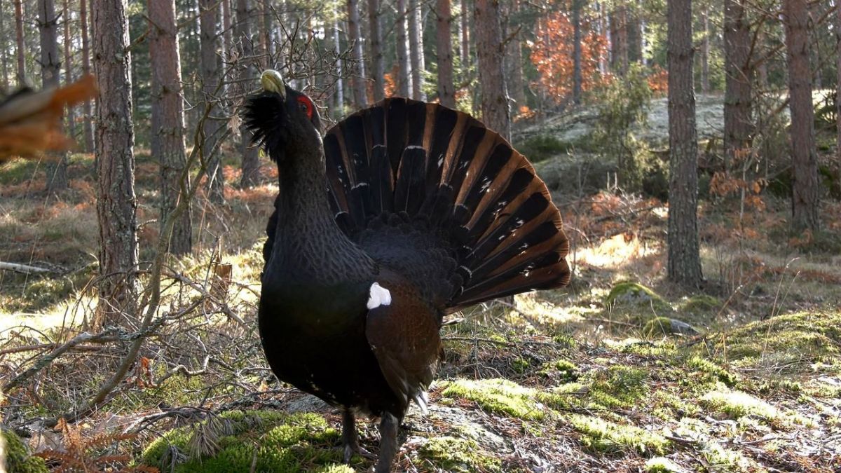 Sm&aring;land - Schwedens wilder S&uuml;den bei Arte (Foto)