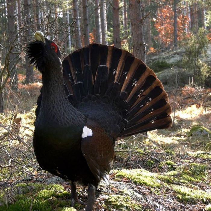 Wiederholung vom 9.1.2026 im TV und online