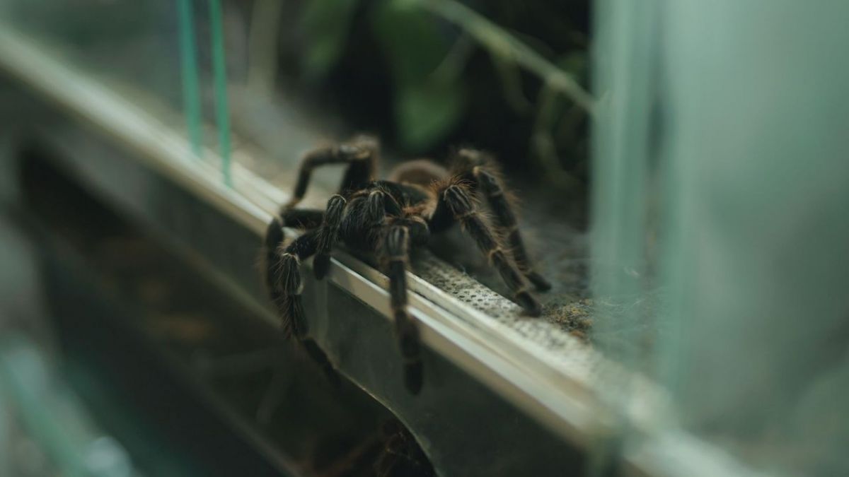 Re: Spinnen: Zwischen Furcht und Faszination bei Arte (Foto)