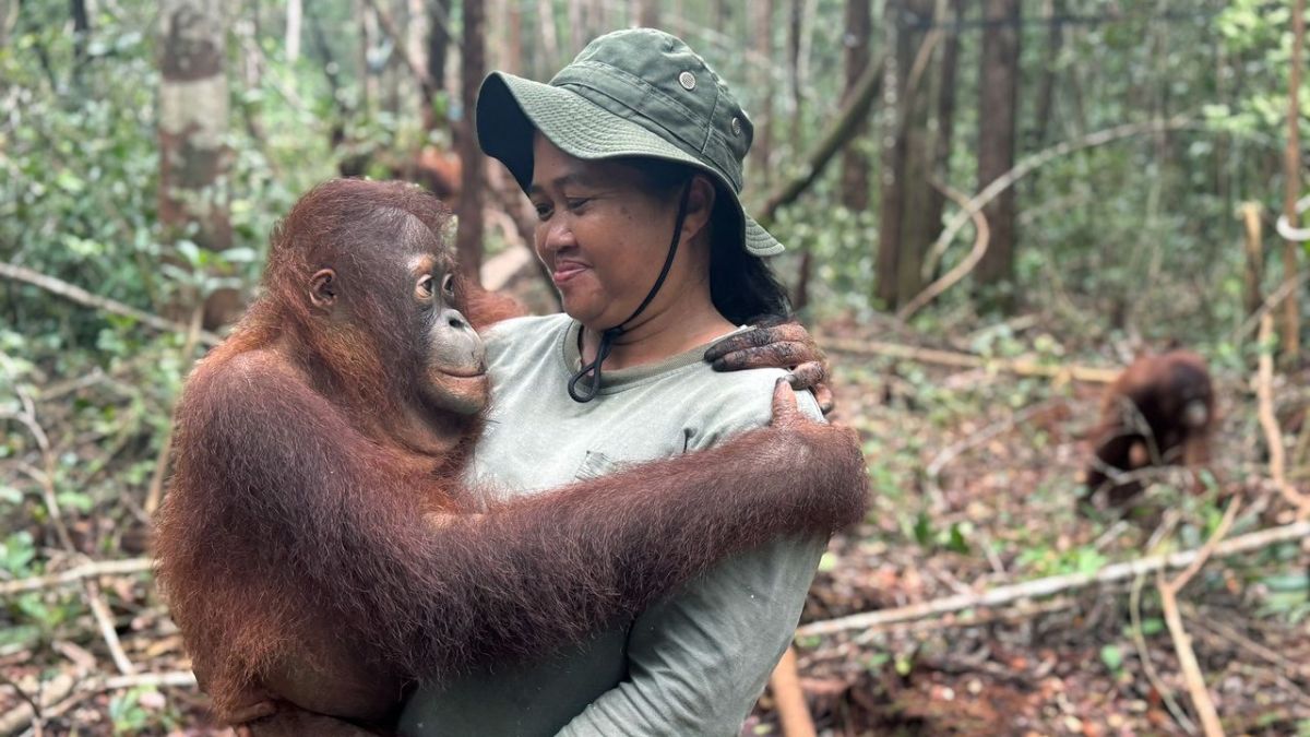 Borneo, wo junge Orang-Utans leben lernen bei Arte (Foto)