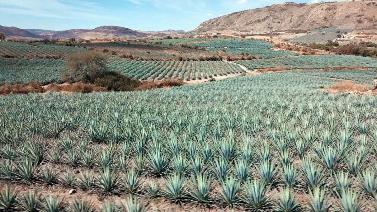 Zuckeralternativen - Genuss mit Beigeschmack bei ZDF (Foto)