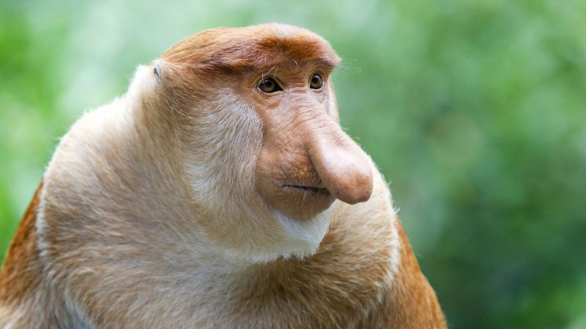 Borneo - Gr&uuml;nes Juwel am &Auml;quator bei 3sat (Foto)