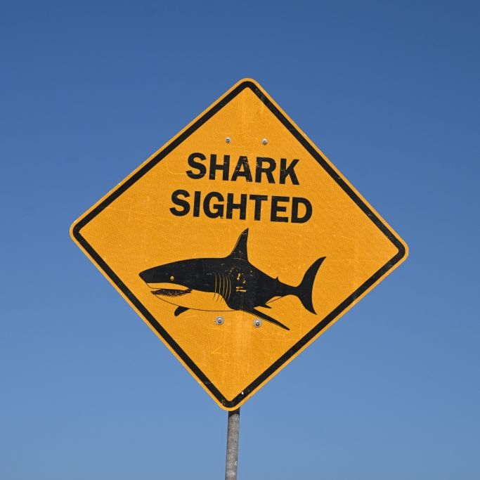 Eine Schwimmerin wurde vor den amerikanischen Jungferninseln Opfer eines Hai-Angriffs (Symbolbild).