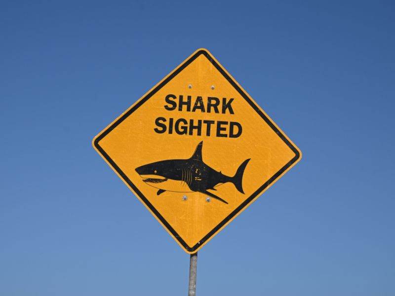 Angriff vor amerikanischen Jungferninseln: Hai trennt Frau (56) Arm ab und tötet sie - erschütternder Anblick