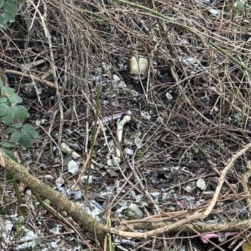 Spielende Kinder finden menschliche Knochen - Polizei ermittelt