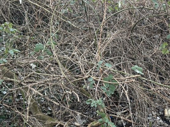 Horror-Fund in Worms: Spielende Kinder finden menschliche Knochen - Polizei ermittelt