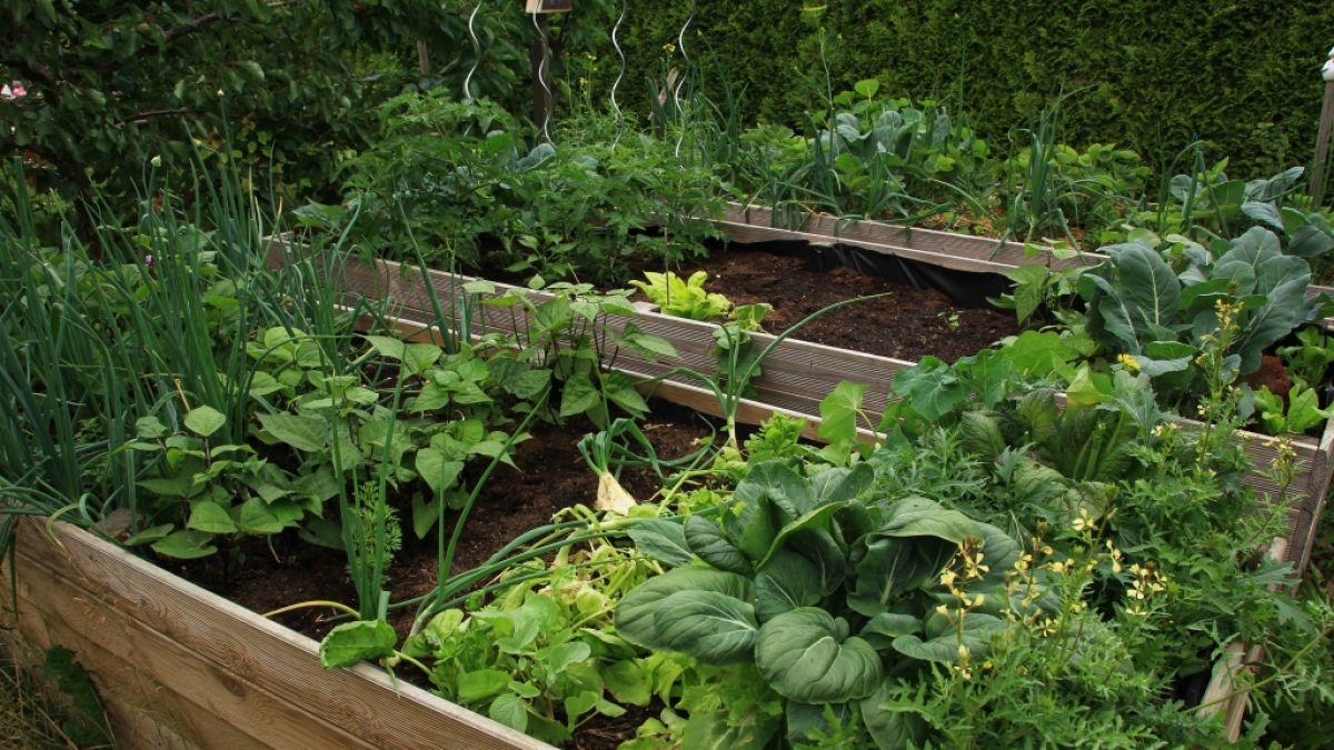 G&auml;rtnern im Hochbeet liegt voll im Trend. (Foto)