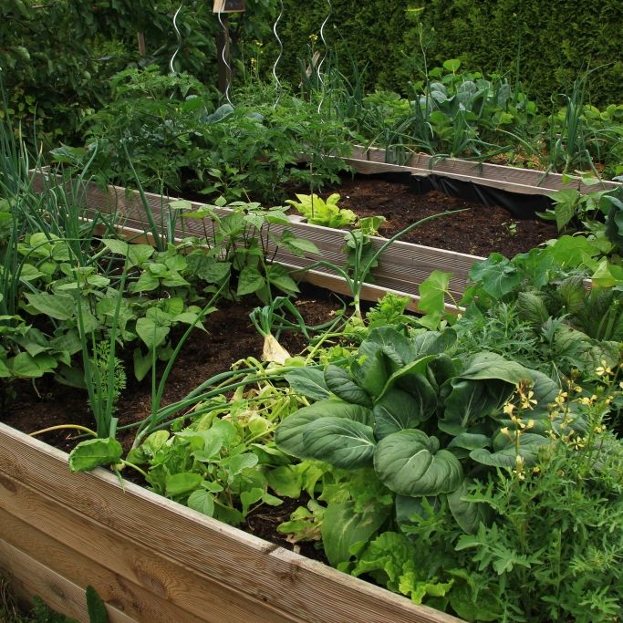 Reiche Ernte auf kleinem Raum - die besten Bücher für Hochbeet-Gärtner