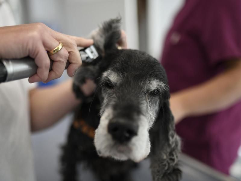 Haustierversicherungen: Vierbeinige Familienmitglieder optimal schützen 