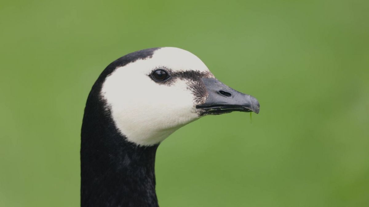 Wilde Waterkant: Nordfriesland und seine G&auml;nse bei Arte (Foto)