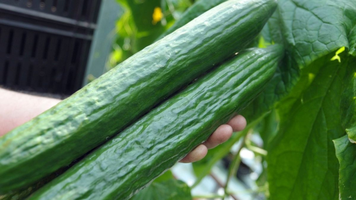 Die Preise f&uuml;r Salatgurken sind innerhalb eines Monats stark angestiegen. (Foto)