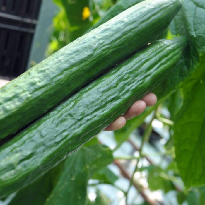 Teure Überraschung - dieses Gemüse kostet mehr
