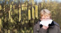 Pollenallergiker bekommen die Auswirkung der ungewöhnlich früh beginnenden Pollenflugsaison schon Mitte Januar 2026 zu spüren.