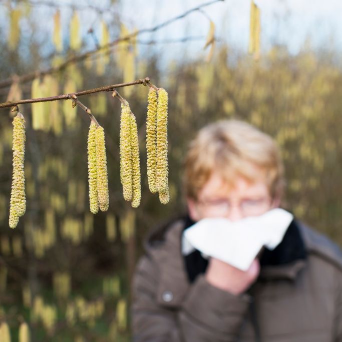 Keine Verschnaufpause für Allergiker - Allergie-Saison nimmt schon jetzt Fahrt auf