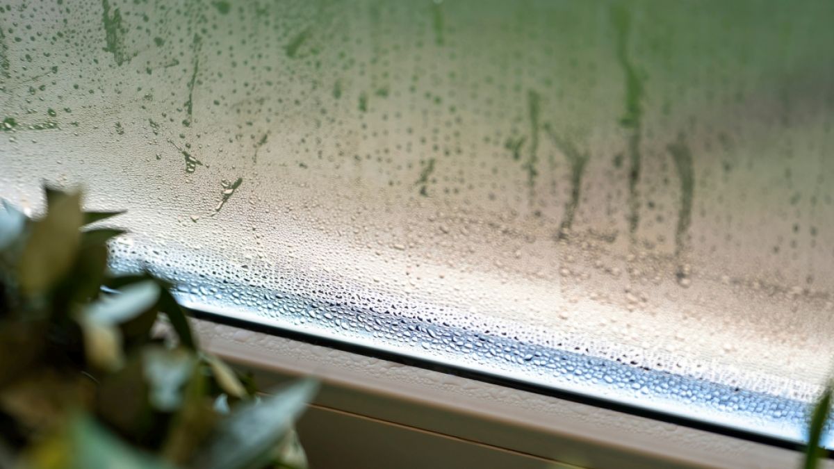 Kondenswasser auf der Innenseite von Fenstern kann die Bildung von Schimmel f&ouml;rdern. (Foto)