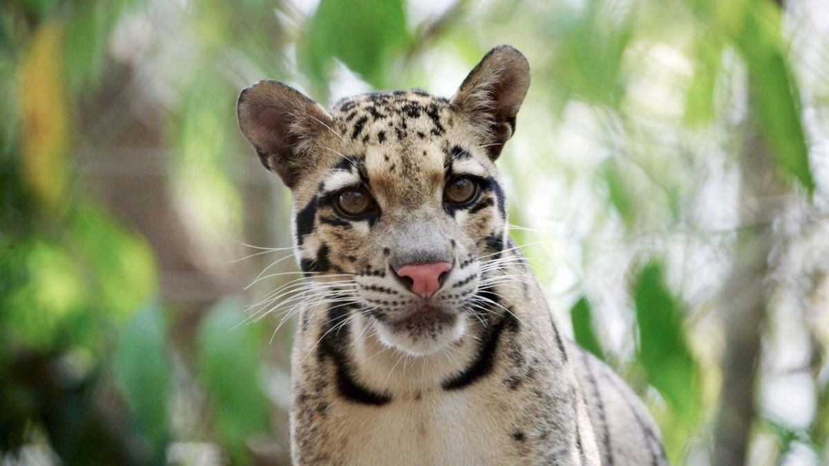 Kambodschas gr&ouml;&szlig;ter Regenwald bei Arte (Foto)