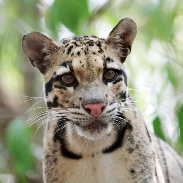 Wann und wo man die Wiederholung sehen kann