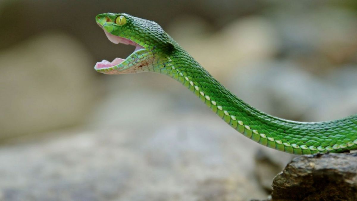Kambodschas gr&ouml;&szlig;ter Regenwald bei Arte (Foto)