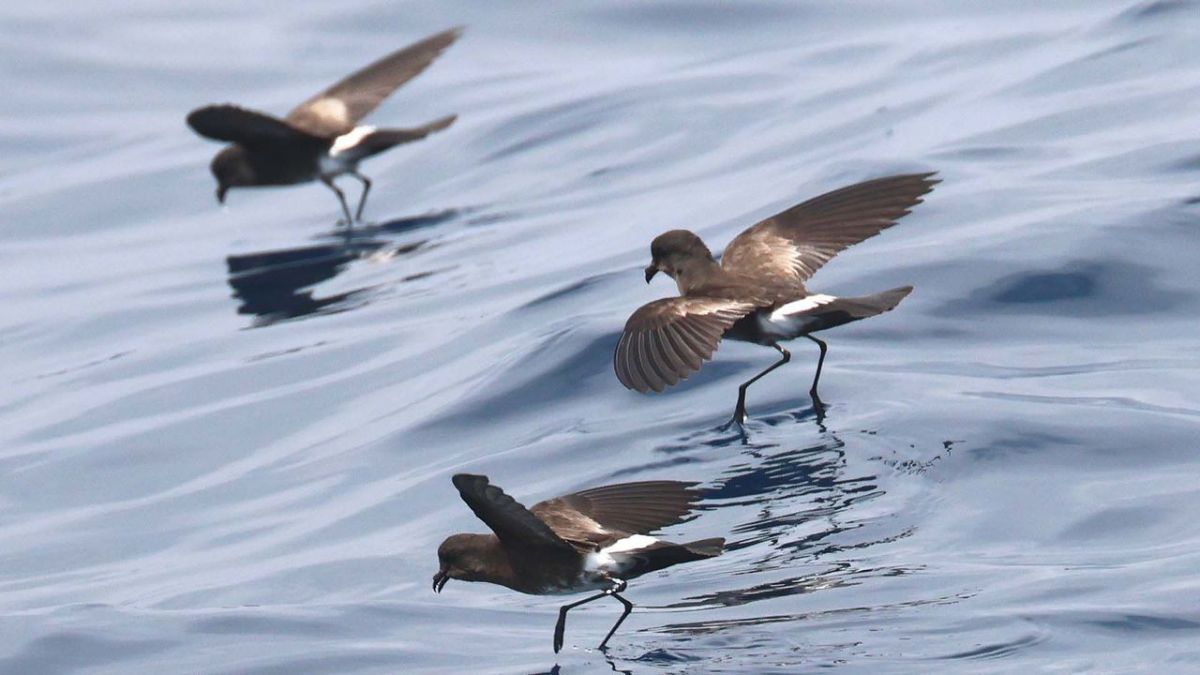 Den Sturmschwalben hinterher bei Arte (Foto)
