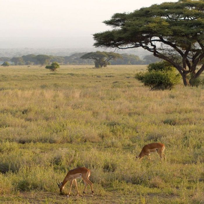 Wann und wo man die Wiederholung sehen kann