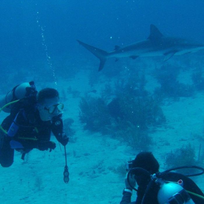 Wann und wo man die Wiederholung sehen kann