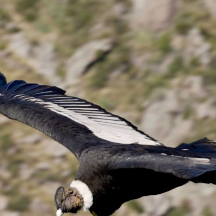 Wiederholung vom 3.2.2026 im TV und online