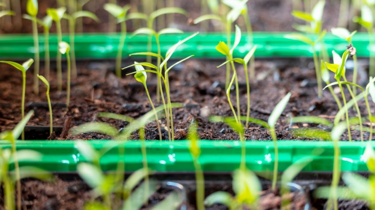 Welche Fehler Hobbyg&auml;rtner bei der Anzucht auf dem Fensterbrett nicht machen sollten. (Foto)