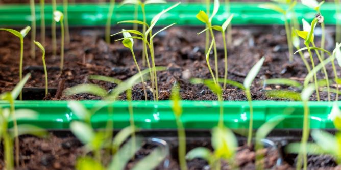 Anzucht auf der Fensterbank
